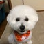 本まぐろの大トロのサムネイル