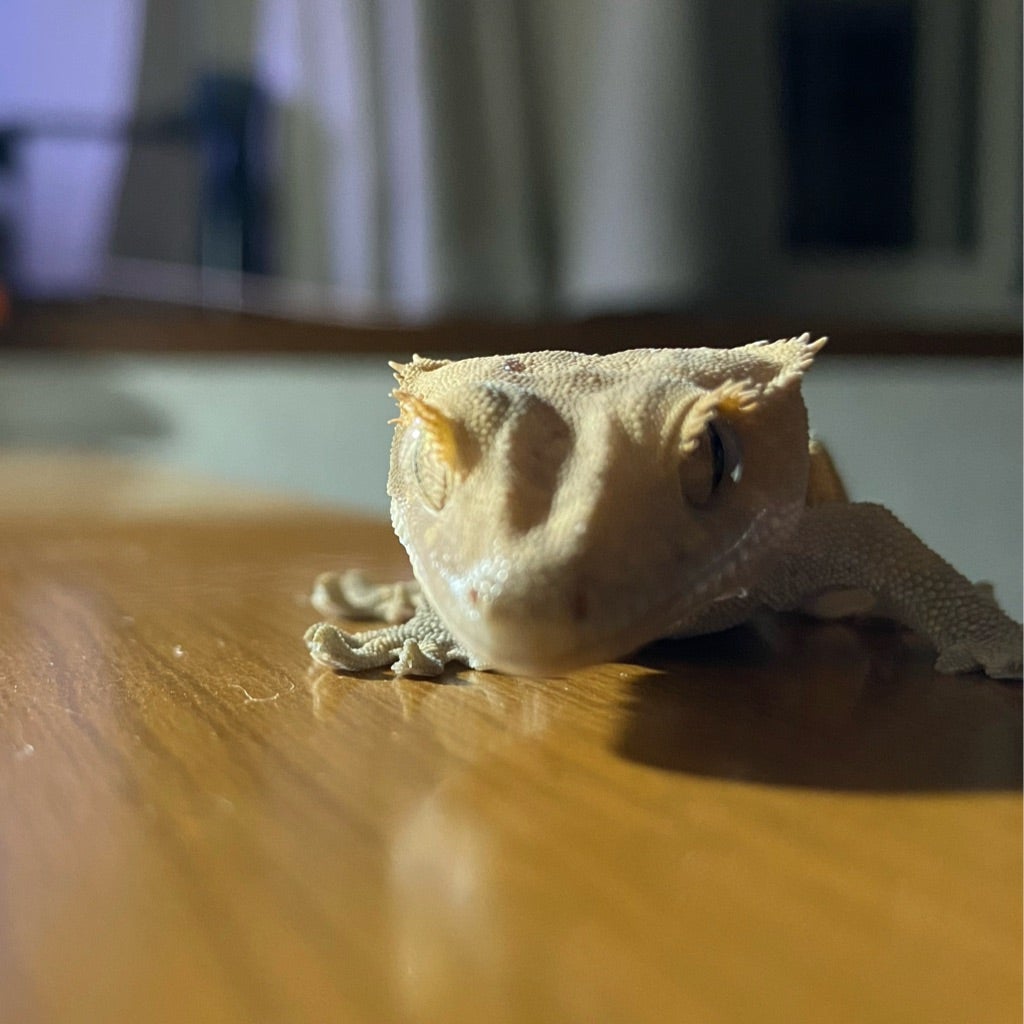 11 ケージ製作したいのにっっ！！【自作ケージ】 | クレステッド