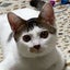 ねこうさぎのサムネイル