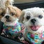 画像 にっしーの保護犬日記のユーザープロフィール画像