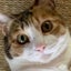 ねこぐらしのもっちゃんのサムネイル