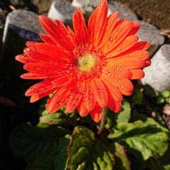十数年目の庭作り 果樹の鉢植え 菜園野菜の料理のプロフィール