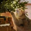 お猫丸のサムネイル
