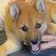 画像 柴犬海との暮らし日記のユーザープロフィール画像