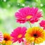 花のサムネイル