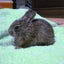 うにのサムネイル