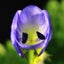 nemophyのサムネイル