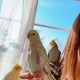インコmamaのおすすめのサムネイル