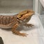 aihonのサムネイル