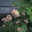 画像 アトリエラフィーユ*ハンドメイドとバラのちいさな庭作り*町田、八王子フラワーレッスン　のユーザープロフィール画像