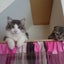 画像 ４匹との絆～我が家の猫ブログのユーザープロフィール画像