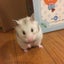 yukihamuのサムネイル