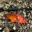 海のバックラッシュ釣行のサムネイル