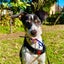 雑種犬シロップの日記のサムネイル