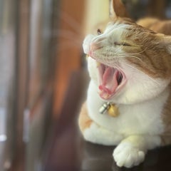 partyのオサのプロフィール