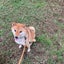 おまめさんのサムネイル