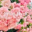 From Herbのサムネイル