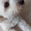 画像 保護犬 ムー君と過ごす日々　のユーザープロフィール画像