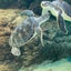 海釣り大好きのサムネイル