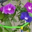 私のワークライフバランス☺︎ぷぅ子のブログのサムネイル