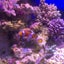nimoのサムネイル