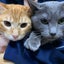 画像 僕と嫁と愛猫2匹の同棲日記のユーザープロフィール画像