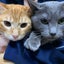 僕と嫁と愛猫2匹の同棲日記のサムネイル