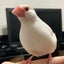 ヨヨのサムネイル