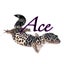 Ace (旧Kein)のサムネイル