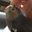 momoのサムネイル