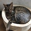 画像 ににこのブログ  飼い猫ニーニーとの暮らしのユーザープロフィール画像