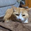 トラのサムネイル