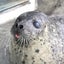 ゆず小町のサムネイル
