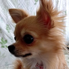 pan-leaのプロフィール