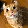 とげまる95のプロフィール