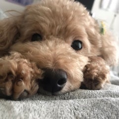 ずぼらたぬきのプロフィール