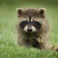 はなのサムネイル