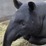 tapir(バク)-wのプロフィール
