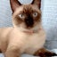 シャム猫ルーシーのサムネイル