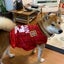 画像 柴犬福丸のブログのユーザープロフィール画像