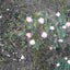 花梨のサムネイル