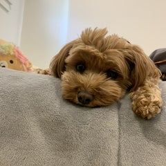 Haruのプロフィール