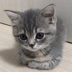 ビフテキのプロフィール