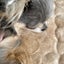 画像 3ワンコの保護犬と一緒に暮らすのユーザープロフィール画像