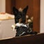 ttortoaikenkarlのサムネイル