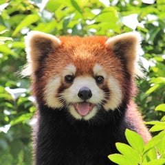 クロのプロフィール