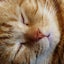 ねこ神のサムネイル
