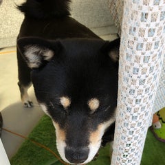 さりぃのプロフィール