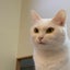 画像 白猫ユキとの日々のユーザープロフィール画像