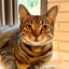 画像 保護猫ミミと田舎人の日常ブログのユーザープロフィール画像